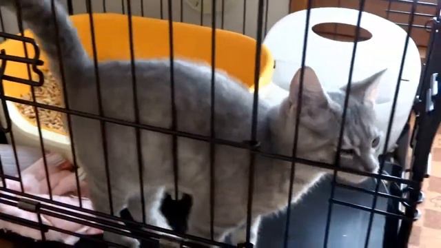 Cat Lovers: Munchkin Cat