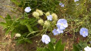 Многолетний лён.