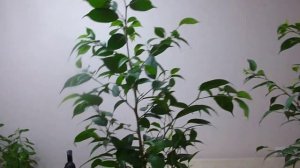 ФИКУС БЕНДЖАМИНА НАТАША