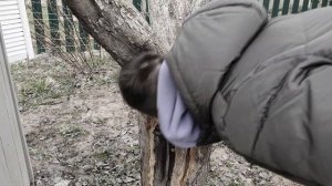 Как спасти старую яблоню | Черный рак деревьев