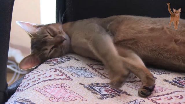 Sleepy abyssinian cat part 2 [kotopurrs] смотреть онлайн