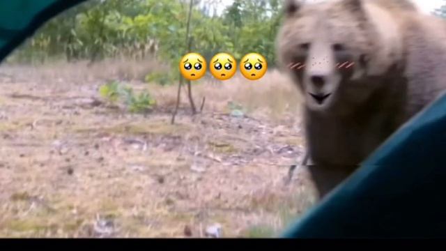 МЕДВЕДЬ ?