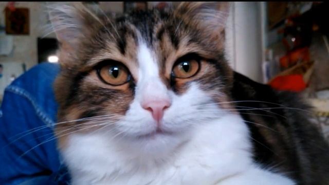 Как изменился котёнок за 3 месяца смотреть онлайн