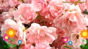 Роза почвопокровная Фейри. Краткий обзор, описание характеристик, где купить саженцы The Fairy