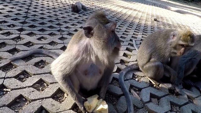 Бали, Индонезия | Убуд, Лес обезьян, обзор отеля Adil Villa и кафе Titi смотреть онлайн