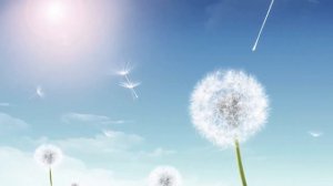 Футаж Лето Одуванчики