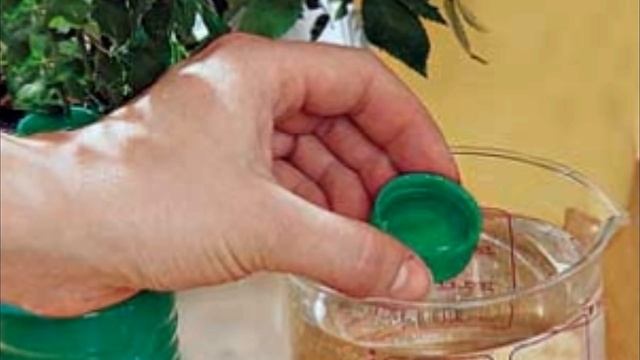 Подкормка комнатных растений в зимний период