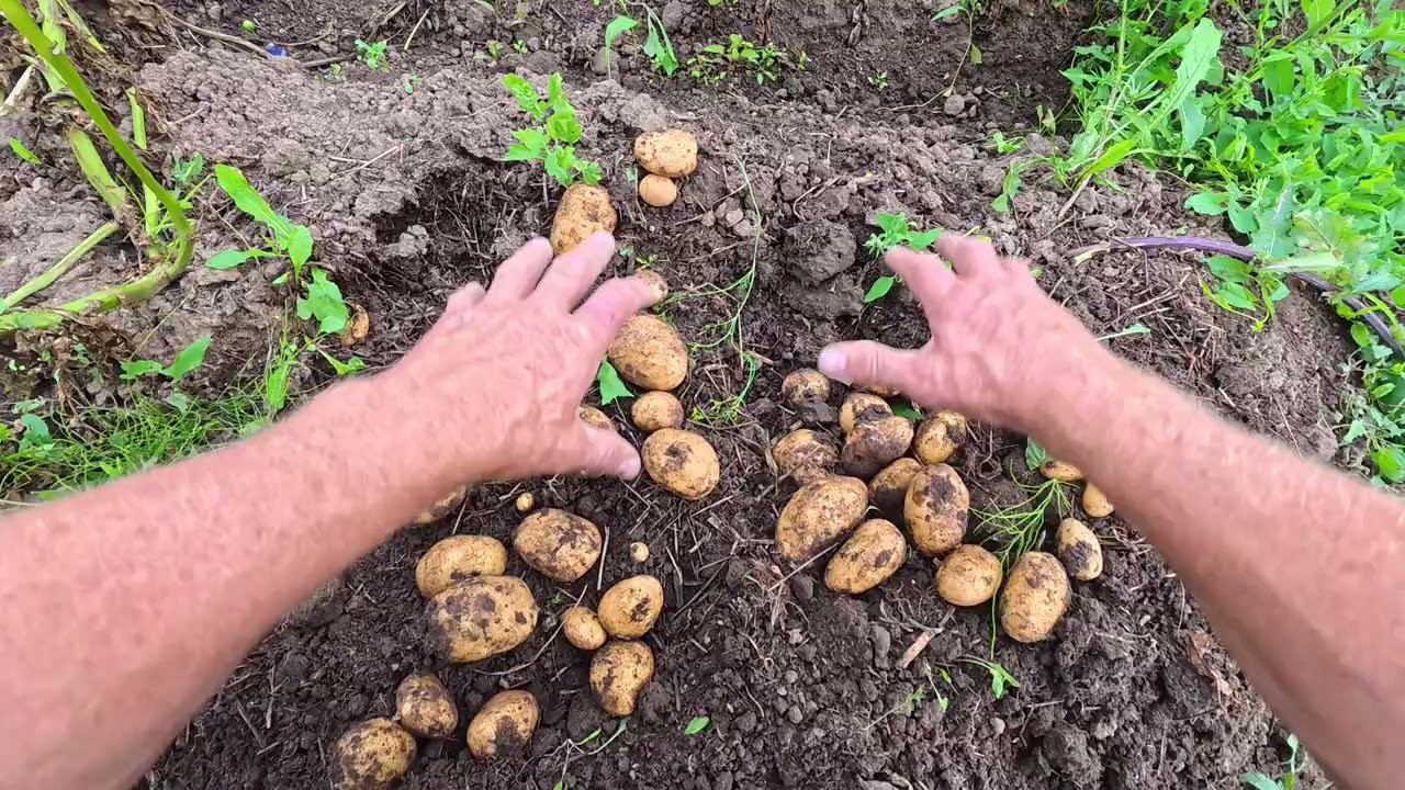 17 авг. сорт картофеля, королева Анна, неизвестный и Адретта.