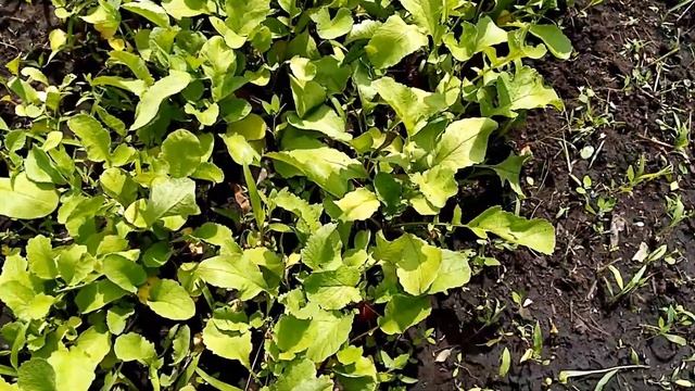 Томаты в сосновом лесу просто поражают, плюс обзор огорода смотреть онлайн