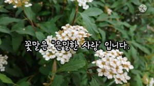 조팝나무 꽃 (Spiraea prunifolia for. Simpliciflora)