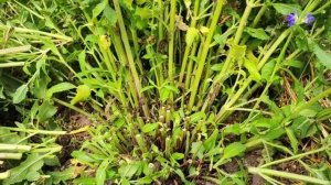 Обрезка Шалфея