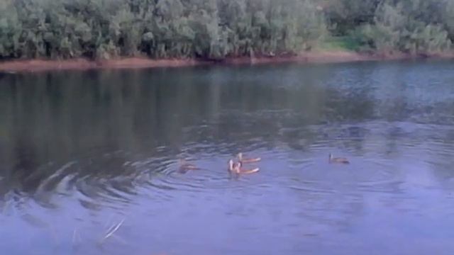 Кормим утят ,на реке Уфа смотреть онлайн