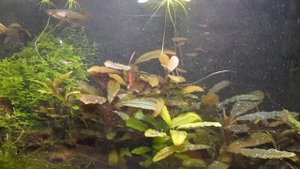 Борьба с планарией в аквариуме средством  "AQUAYER Планария Стоп"