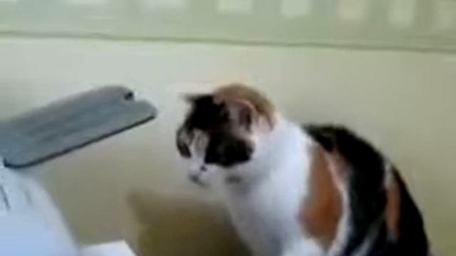 Кошачий сервис