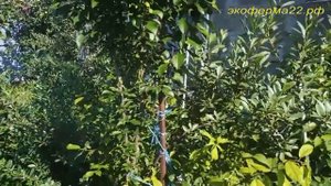 Размышления о подвоях косточковых культур ...