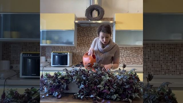 Балконный ящик с традесканцией смотреть онлайн