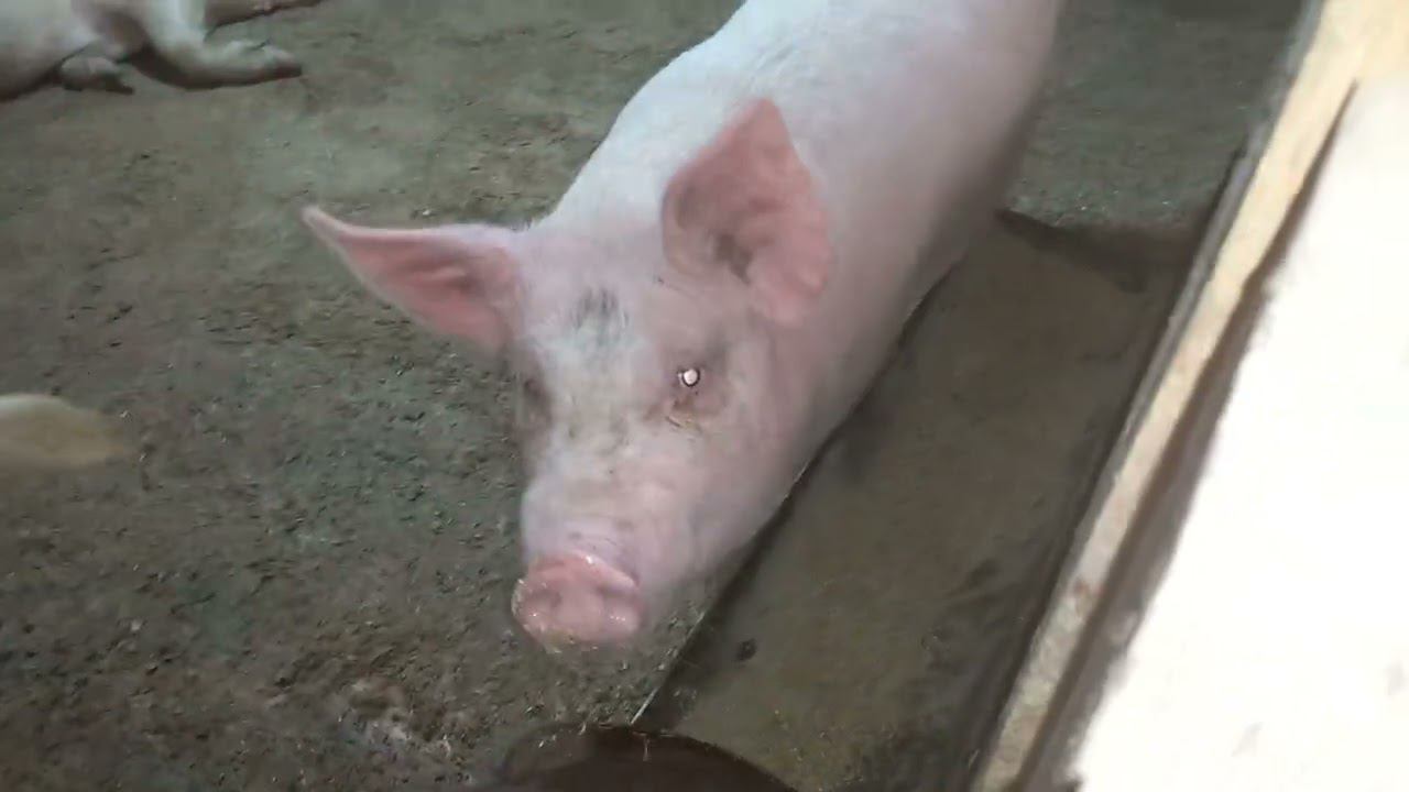 Кому МЯСО????? смотреть онлайн