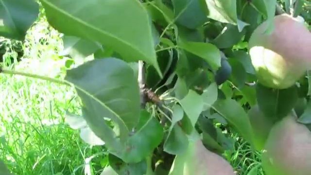 Уральская красавица смотреть онлайн