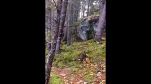 Видео жуткого дыхания леса. Земля дышит? Кто живет под землей?