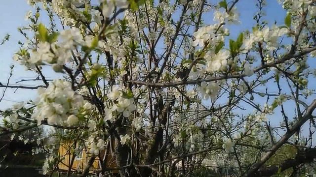 ЦВЕТЕТ ЧЕРЕМУХА//ПОХОЛОДАЛО//работы на даче смотреть онлайн