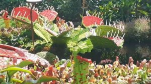 Сингапур оранжерея