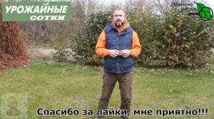 ГАЗОН БЕЗ ХЛОПОТ! 2 САМЫЕ ГЛАВНЫЕ процедуры, которые надо сделать осенью.