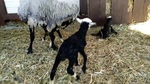 Отара растёт. Овца рожает. Ура!!!?????