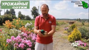 ДЕШЕВОЕ СУПЕР-СРЕДСТВО от мучнистой росы и клещей! Безопасный способ обработки по ягоде и плодам!