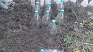 Как вырастить розы из черенков в открытом грунте. Легкий проверенный способ. Часть 1