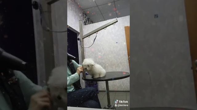 Грумінг цуценя мальтезе/ груминг щенка мальтезе/ Maltese's puppy grooming