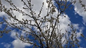 @ Кairat Nurtas- "Seni Suiem"(rus.) @ Кайрат Нуртас-"Сени Суйем"(на русском)