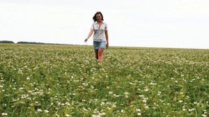 ДВОРОВЫЕ ПЕСНИ-- ПАХНЕТ В ПОЛЕ ГРЕЧИХОЙ НЕСЖАТОЮ