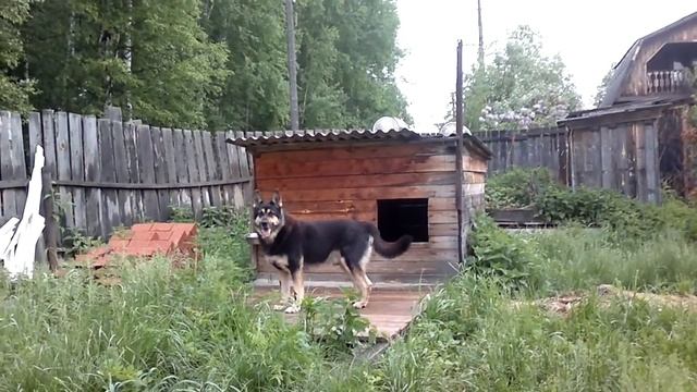 РЭМ на охране дачи. смотреть онлайн