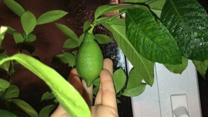 лимон Лунарио Lemon Lunario