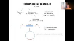 Лекция 5. (2023) Мобильные генетические элементы (транспозоны)