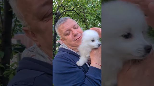 японский шпиц питомник Цунени Катцу  встреча с хозяином