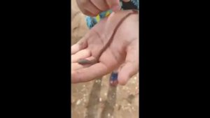 кучугуры отдых у степана гостиница. рыбалка на мосрского червя кефаль пиленгас. азовское море