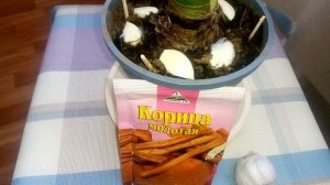 МОШКИ в Комнатных Цветах КАК ИЗБАВИТЬСЯ?!