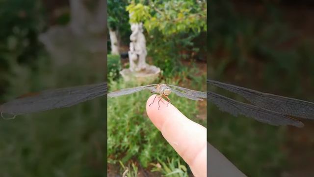 Видео "Разговор со Стрекозой" смотреть онлайн
