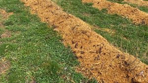 Морозоустойчивость сортов голубики