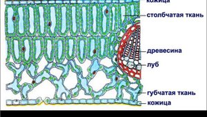Внутреннее строение и функции листа