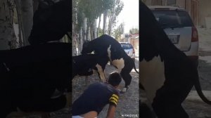 Спаривание коров Размножение коров