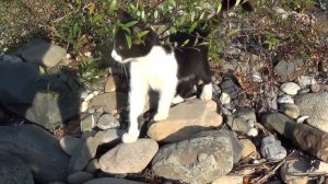 19_08_2016-года_ПЛАСТУНКА_СОЧИ_МАЛЕНЬКИЙ КОТ,ПРОСТО КОТ..mp4