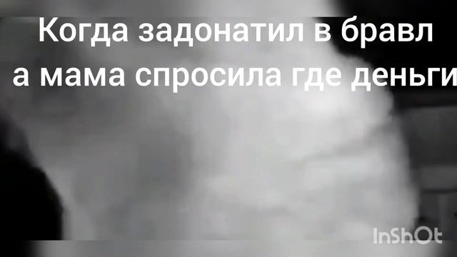 кот смотрит в камеру смотреть онлайн