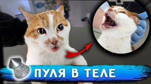 У Кота-Бойца пуля в теле Операция Васе и Дуне. Кузя не может покакать 3 дня. Запустили Алису в дом.