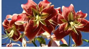 лилия Шахерезада долго цветёт