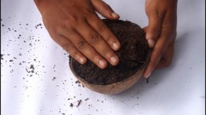 ഒരു രൂപ ചിലവില്ലാതെ ചിരട്ടയില് MINIATURE GARDEN | COCONUT SHELL MINIATURE GARDEN | MOSS GARDEN