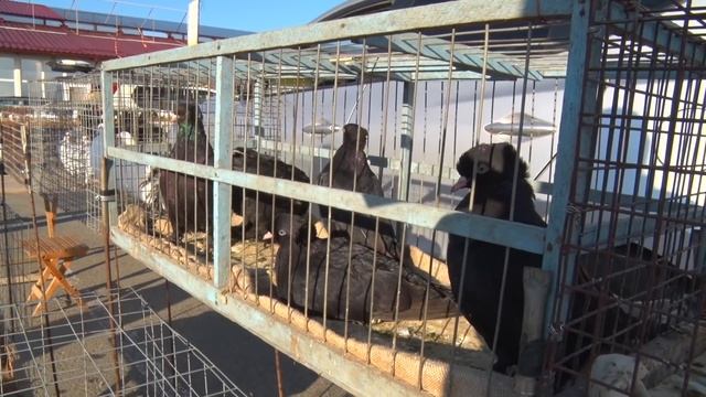 Птичий рынок. Краснодар. Часть 1. [06.06.2021] смотреть онлайн