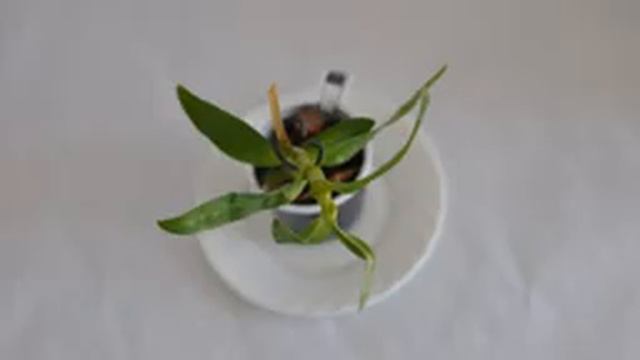 Как самостоятельно размножить орхидею в домашних условиях смотреть онлайн