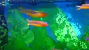 Aquarium. Попондетта фурката.